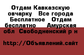 Отдам Кавказскую овчарку - Все города Бесплатное » Отдам бесплатно   . Амурская обл.,Свободненский р-н